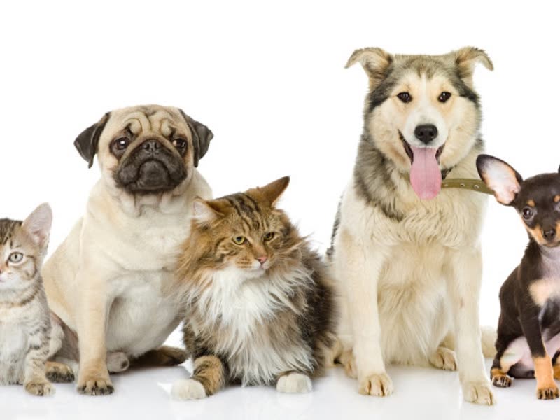 A group of cats and dogs sitting together against a plain white background
