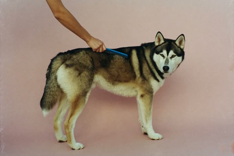 A thick-coated dog being combed
