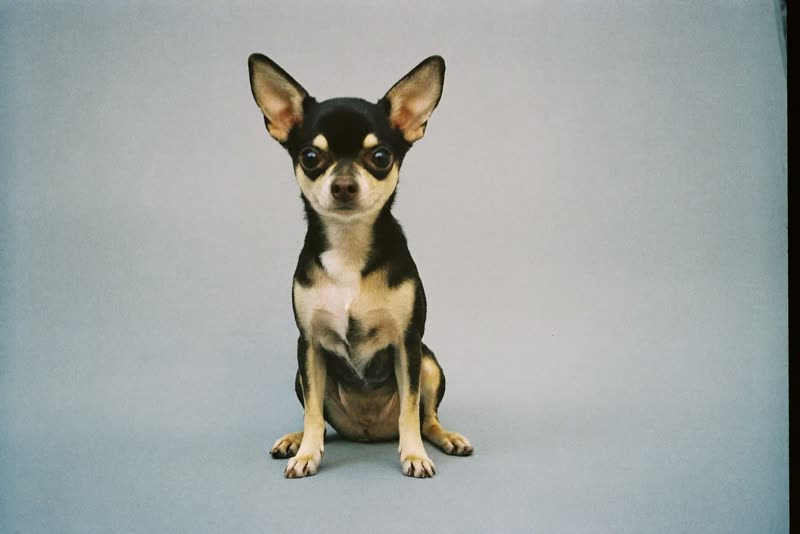 A small chihuahua sitting alert