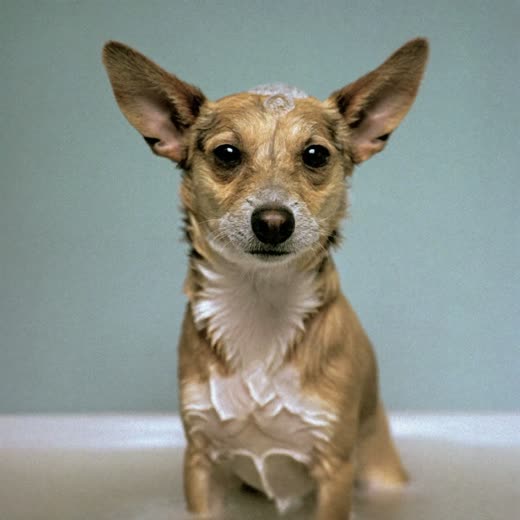 A small dog being bathed in a grooming tub
