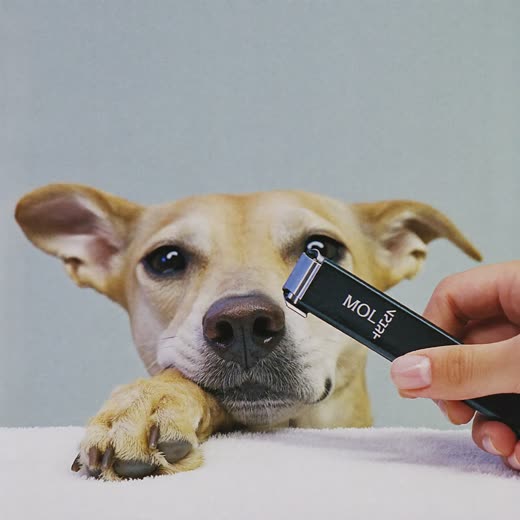 A dog's paw with nail clippers