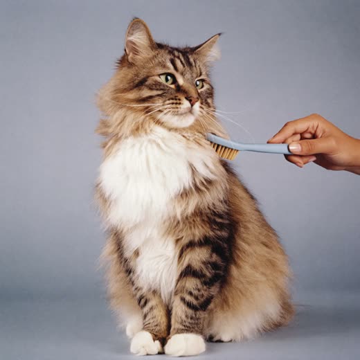 A long-haired cat being brushed